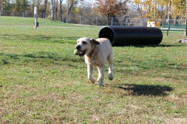 Dog Park