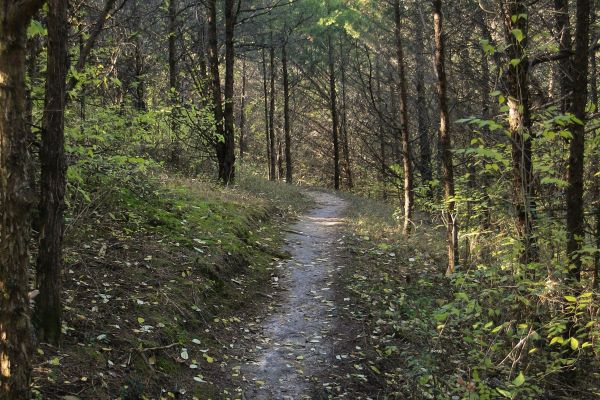 Gravel trail surrounded by trees. Frog Hollow Nature Trail.